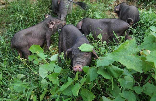 本命佛适合佩戴什么材质的(本命佛带什么材质好)