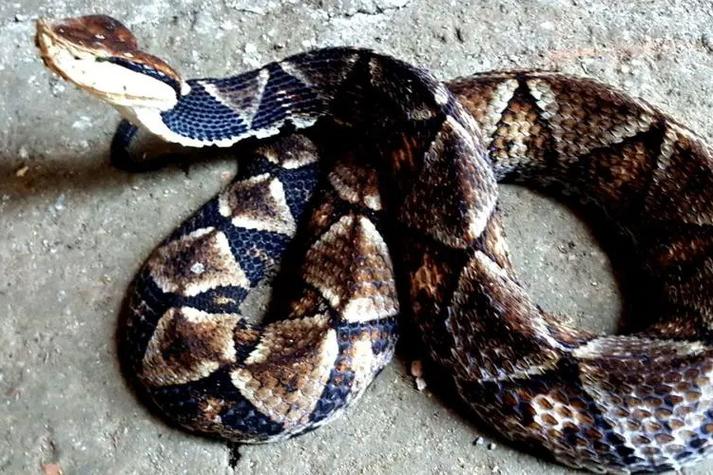 属龙人在2025年运势 2025年龙人全年运势