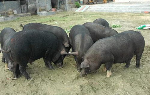 麦玲玲2025年生肖鸡运势 麦玲玲2025年生肖鸡运势