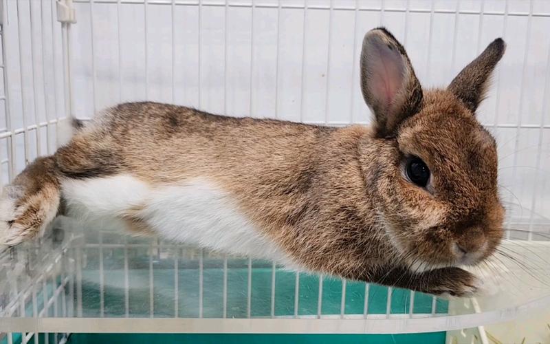 门对客厅风水化解
