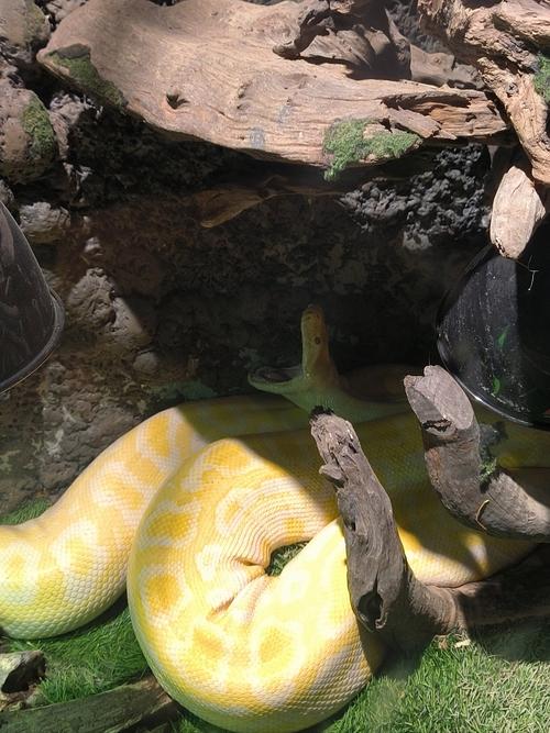 属猴的佩戴本命佛好不好 属猴的佩戴本命佛好不好