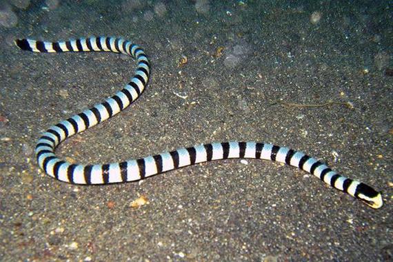 男带普贤菩萨跟观音(普贤菩萨男女都能戴吗) 男带普贤菩萨跟观音(普贤菩萨男女都能戴吗)