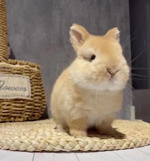 观音抽签k366_体育兴趣是否会影响我的事业发展(观音抽签k366体育兴趣是否影响人生轨迹)