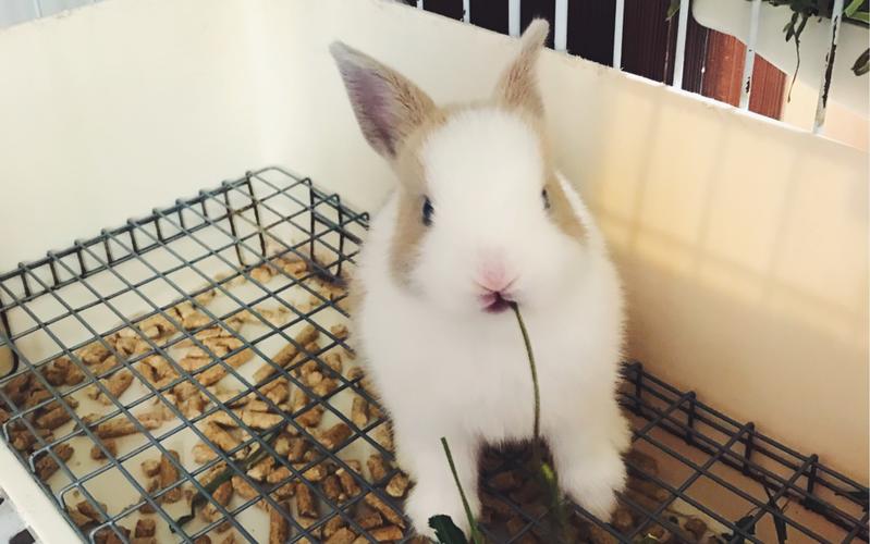 属猪在龙年运势好吗 属猪人在龙年运势很差怎么办是什么意思？