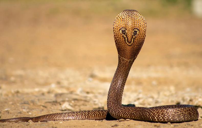 袁天罡对2025年预言 李淳风预言