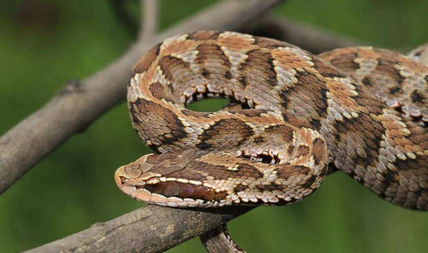 属虎人婚配宜忌 属虎人婚配宜忌