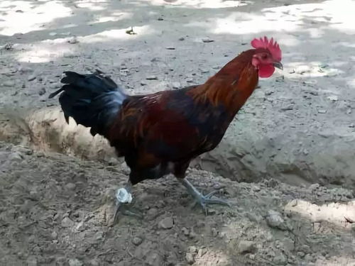 37岁生肖是什么 96属于什么生肖