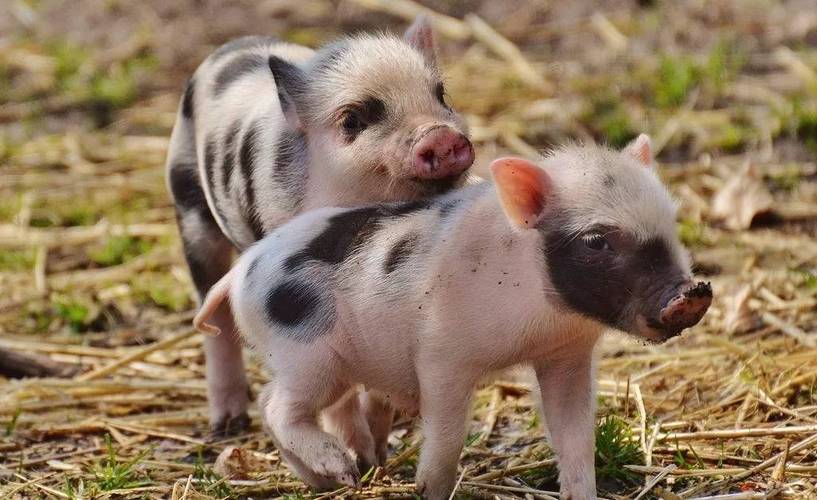 卫生间地面比客厅高的风水问题