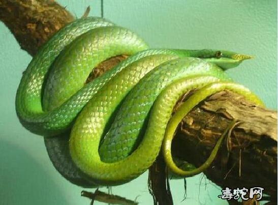 鹰形地阴宅出什么人