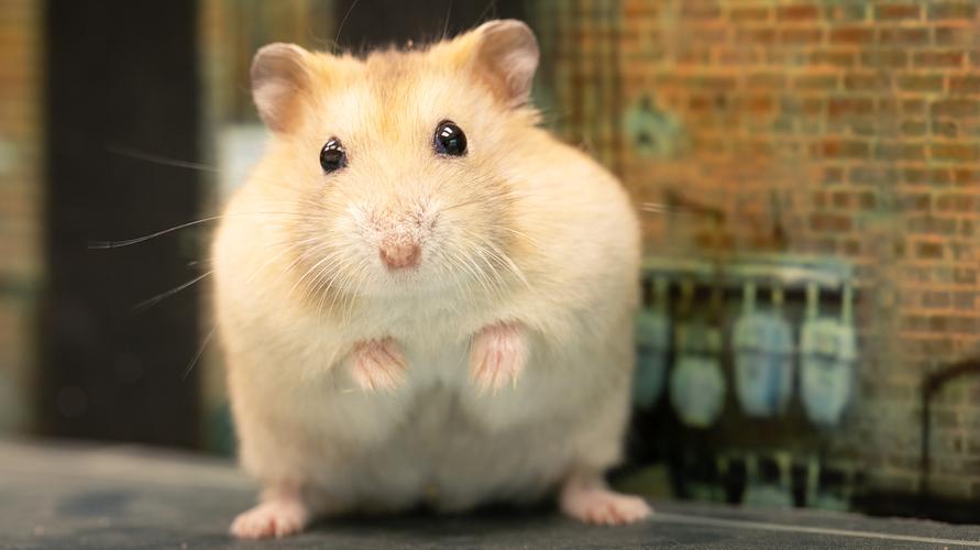 居家风水厕所的禁忌大全