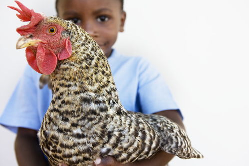 属羊的是哪年出生