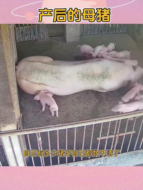 酷的英文名虑自己客观情况的