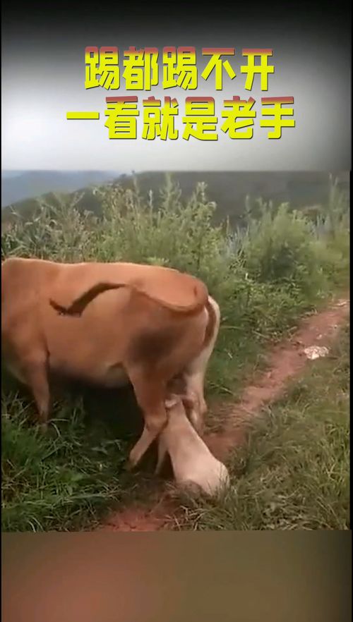 属牛人运势2025年运势 牛日这一天是不是属牛人 属牛人运势2025年运势 牛日这一天是不是属牛人