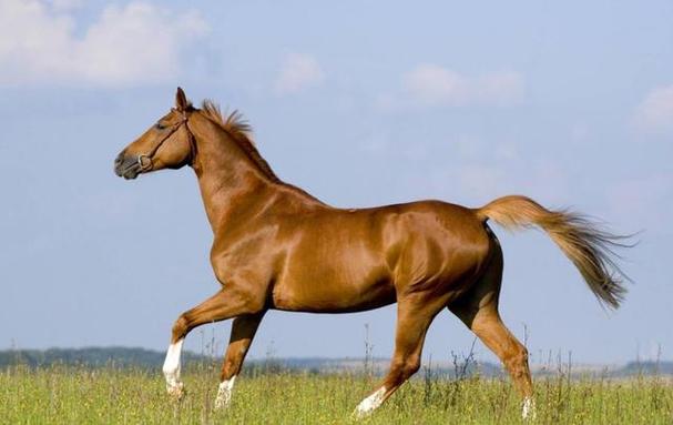 属马的幸运数字讲解 属马的幸运数字讲解