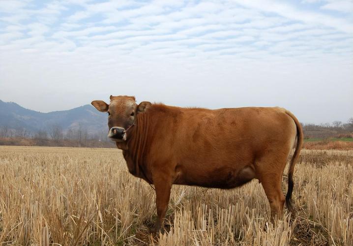 绝代双骄演员表苏樱 绝代双骄苏樱照片