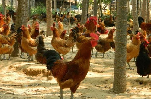 谢霆锋和张柏芝最新情况谢霆锋张柏芝为什么