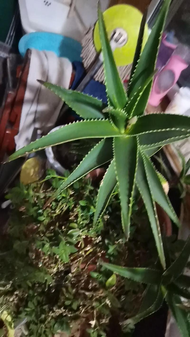 关于本命佛不佩戴会保护自己吗(本命佛如果不戴了放在哪里比较合适)的信息