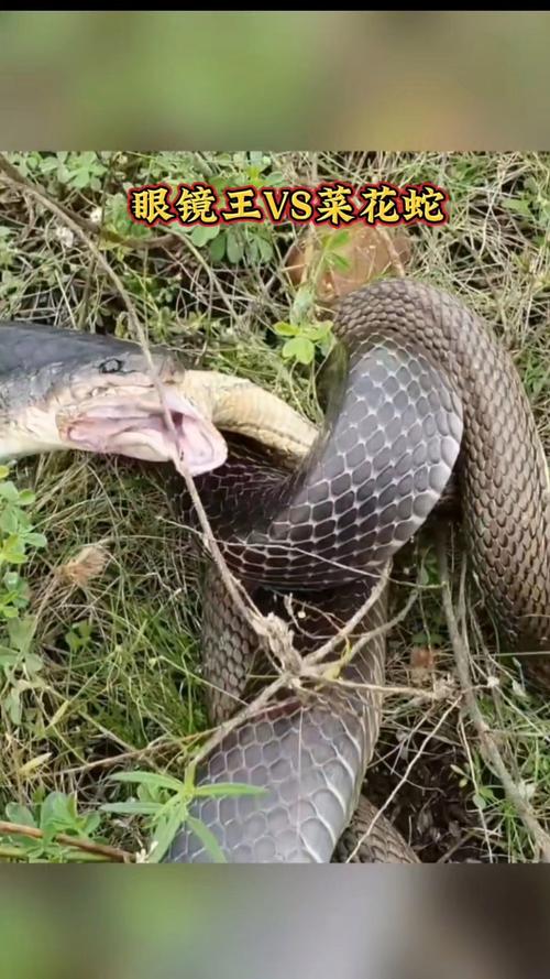 庚辰日柱女命好不好