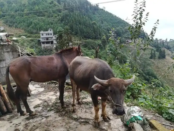 极限挑战第五季导演 极限挑战第五季导演施嘉宁 极限挑战第五季导演 极限挑战第五季导演施嘉宁