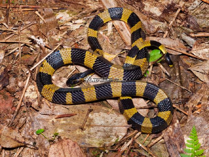 手机号测试打分最准确黑鲨3pro对比小米10s