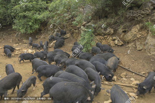 扫黑风暴督导组组长演员