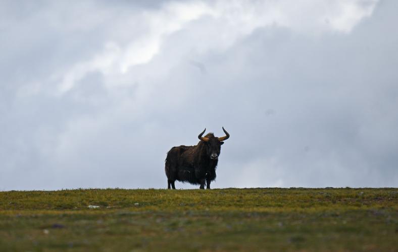 带凡男孩起名是否会影响他的人际关系和忠诚度(带凡男孩起名会导致人际关系紧张吗如何选择忠诚的字源) 带凡男孩起名是否会影响他的人际关系和忠诚度(带凡男孩起名会导致人际关系紧张吗如何选择忠诚的字源)