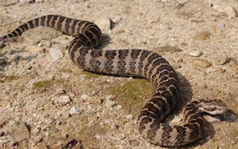 属虎女本命年戴什么生肖