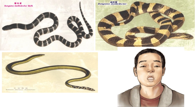 谢霆锋狄波拉是亲生的吗