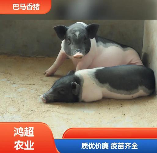 挂钟风水,貔貅的材质跟灵性有关系吗？