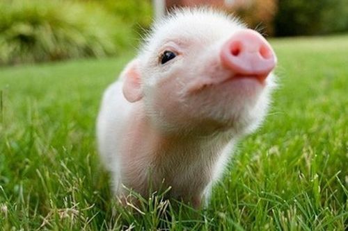 本命佛让别人看了会怎么样(本命佛能让家人摸拿吗) 本命佛让别人看了会怎么样(本命佛能让家人摸拿吗)