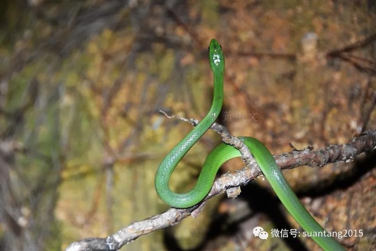 百家精论-命运及八字的原理