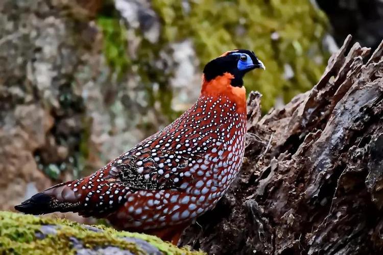 黄圣依老公是谁现任(黄圣依老公的资料) 黄圣依老公是谁现任(黄圣依老公的资料)