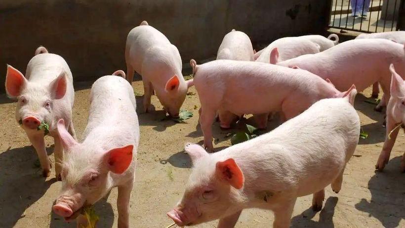 91年属兔婚姻配对怎样 87年属兔男婚姻有二婚吗是什么意思？