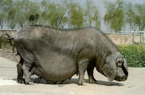 楚辞取名男孩霸气 男孩取名楚辞霸气好听 楚辞取名男孩霸气 男孩取名楚辞霸气好听