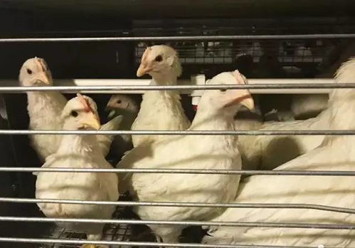 测字网免费算命网如何看待喝酒习惯对命理的影响(喝酒习惯真的会影响命运吗在测字网免费算命网你怎么看)