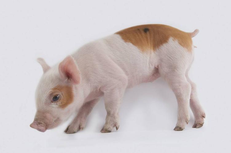 吉凶参半是什么意思姓名与人生吉凶