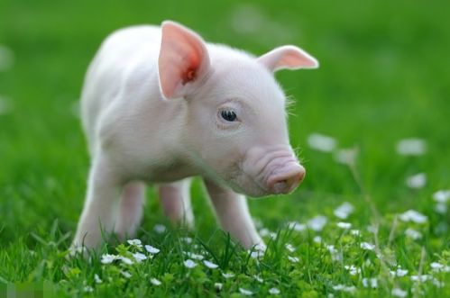 老五算命 霖磐老五算命