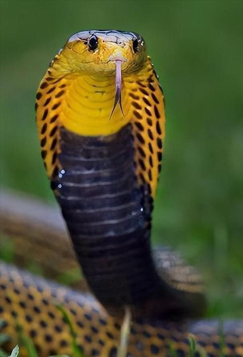 吕祖灵签90签事业签配偶长相我该如何判断(吕祖灵签90签事业签_配偶长相是否理想) 吕祖灵签90签事业签配偶长相我该如何判断(吕祖灵签90签事业签_配偶长相是否理想)