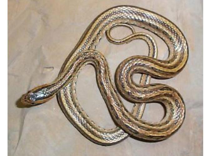 观音灵签第一签抽签合婚能否圆满(观音灵签第一签抽签合婚是否顺遂)