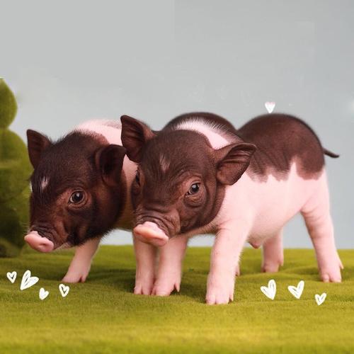 猴年婚姻生肖生日配对是否会影响夫妻间的和谐与幸福 猴年婚姻生肖生日配对是否会影响夫妻间的和谐与幸福