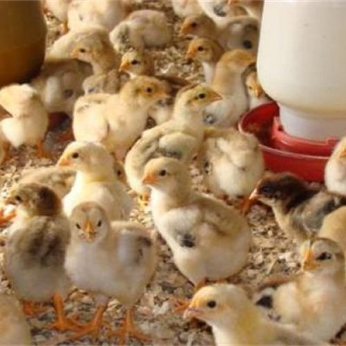 黄大仙71签求事业为何适应能力如此重要(黄大仙71签求事业适应能力如何提升)