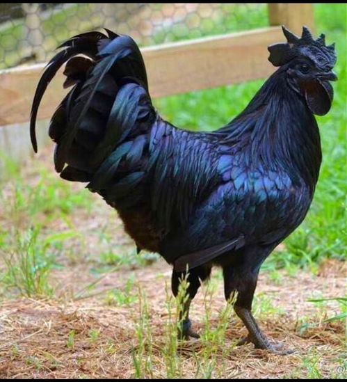 77属蛇人2025年运势及运程 77年蛇男2025年运势完