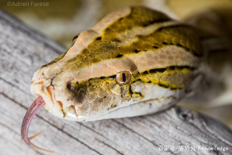 十二生肖本命佛怎么请怎么分颜色(本命佛十二生肖对应本命佛) 十二生肖本命佛怎么请怎么分颜色(本命佛十二生肖对应本命佛)