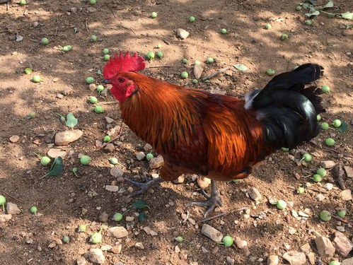 纺织服装电子商务公司起名为何总令创业者感到无从下手(纺织服装电子商务公司起名是否能与生肖相合创造美好前景) 纺织服装电子商务公司起名为何总令创业者感到无从下手(纺织服装电子商务公司起名是否能与生肖相合创造美好前景)