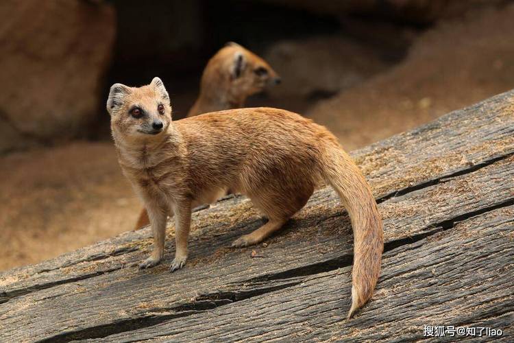 水瓶座财运爱情事业运势 66年水瓶马男今日运势 水瓶座财运爱情事业运势 66年水瓶马男今日运势