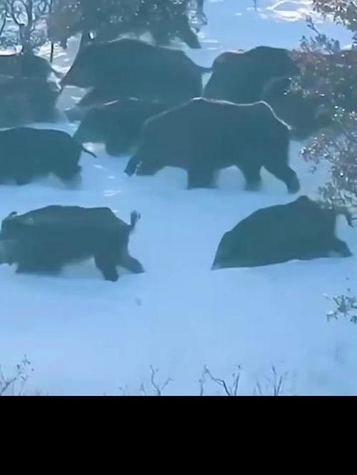 属鼠在鸡年运势如何 属鼠在鸡年运势如何