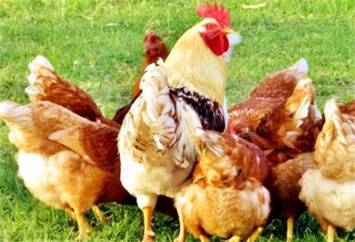 属兔适合养什么花 属兔适合养什么花