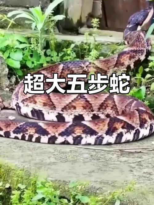 属兔和十二生肖的婚姻如何 属兔和十二生肖的婚姻如何