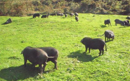 1964年是什么年,1964年是什么生肖年 1964年是什么年,1964年是什么生肖年