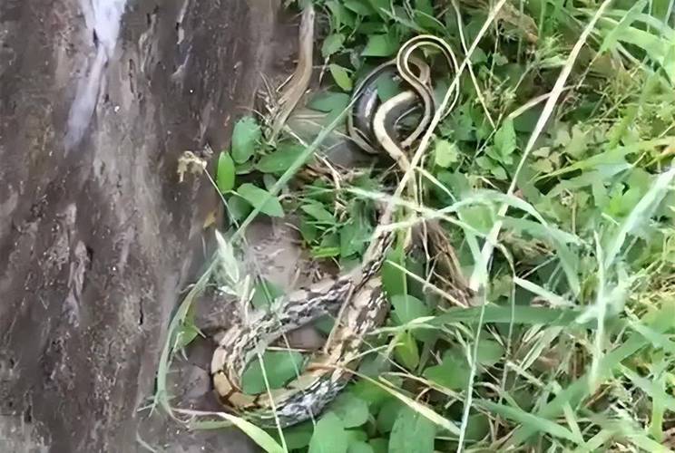 最准的八字合婚免费的合婚八子，八字合婚,生辰八字配对,八字合婚